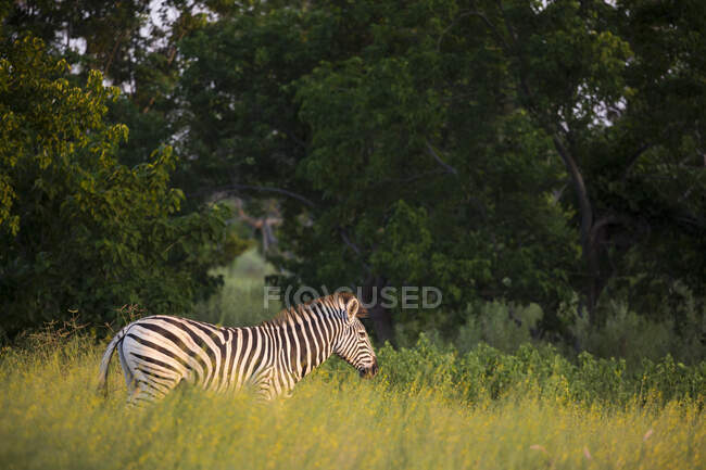 Вид сбоку на зебру, стоящую в длинной траве на закате — стоковое фото