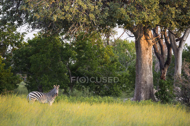 Зебра, стоящая в длинной траве на закате — стоковое фото
