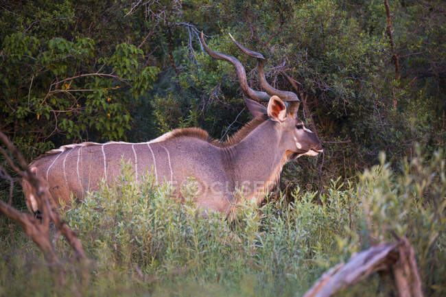 Kudu at sunset, Botswana, Africa — стоковое фото