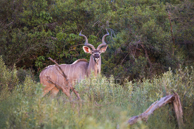 Kudu ao pôr-do-sol, Botsuana, África — Fotografia de Stock
