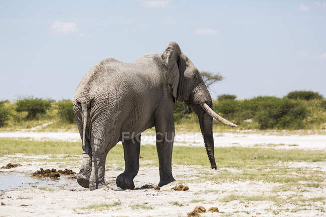 Um elefante com presas em Nxai Pan, Botsuana — Fotografia de Stock
