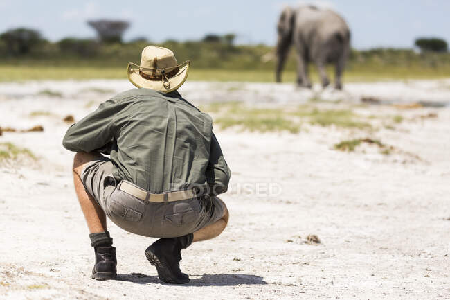 Гид, приседающий рядом со слоном в Nxai Pan, Ботсвана — стоковое фото