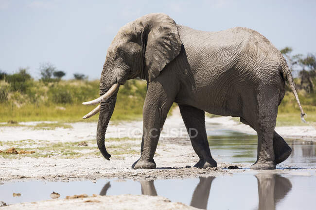 Ein Elefant mit Stoßzähnen an einem Wasserbecken auf der Nxai Pan Lattenpfanne. — Stockfoto