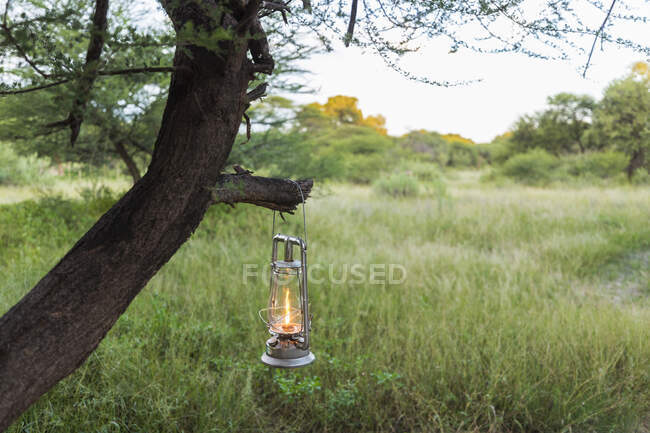 Lantern hanging on tree branch, Maun, Botswana — Stock Photo