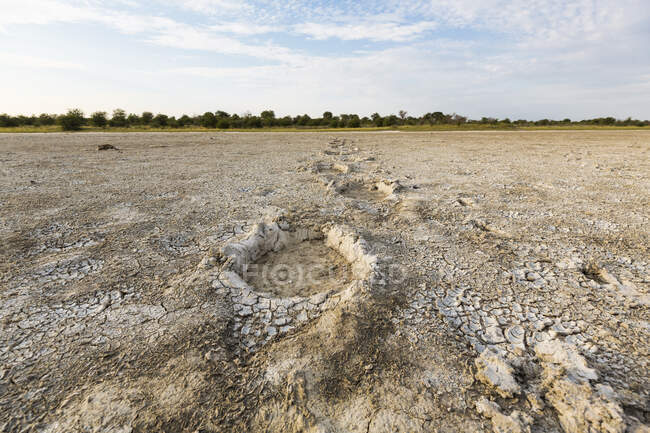 Elephant footprints, Nxai Pan, Botswana — Stock Photo