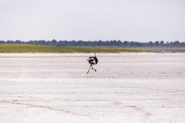 Ostrich running on Nxai Pan, Botswana — Stock Photo