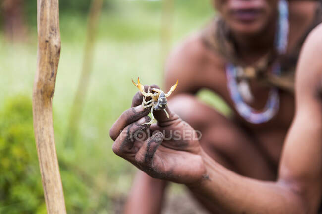 Imagens grande plano de Bushman segurando escorpião, Botsuana — Fotografia de Stock