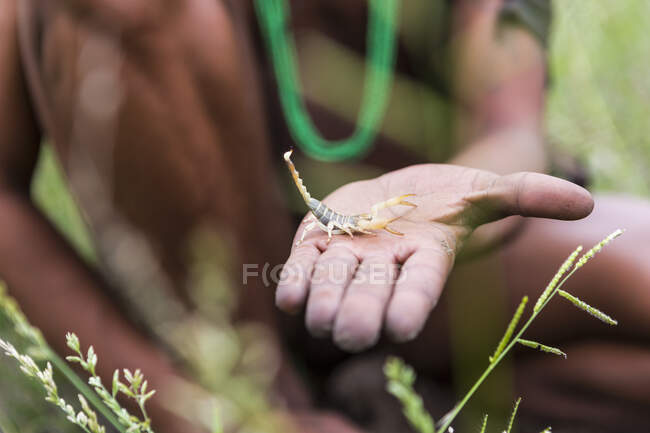 Primer plano de Bushman sosteniendo escorpión, Botswana - foto de stock