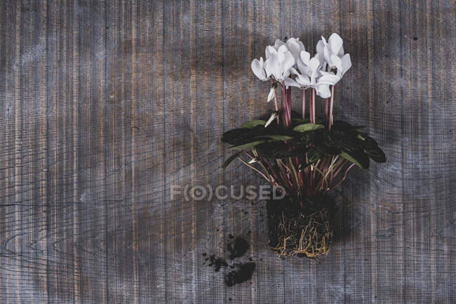 Draufsicht auf Cyclamen-Pflanze mit weißen Blüten und glänzend grünen Blättern. — Stockfoto
