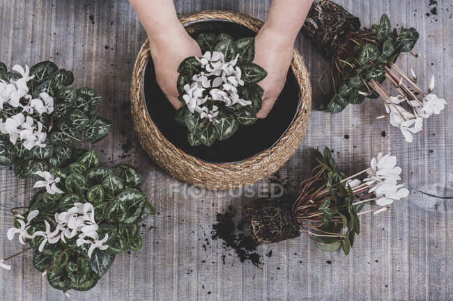 Donna che potting in su una grande ciotola con piante bianche del ciclamino di fioritura — Foto stock