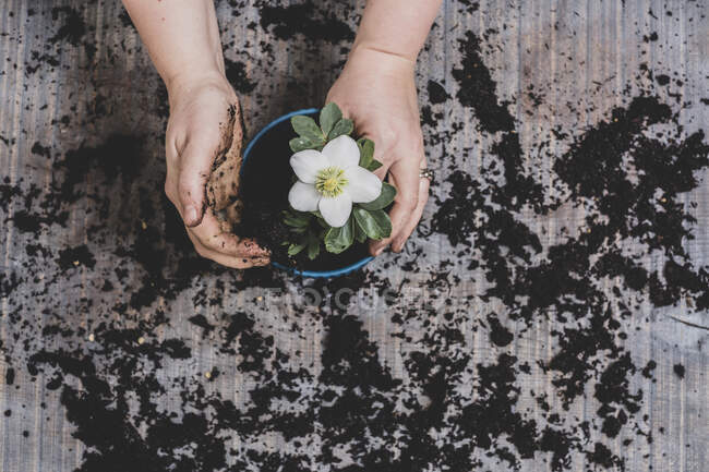 Pessoa que potting acima da planta pequena do hellebore com flor branca — Fotografia de Stock