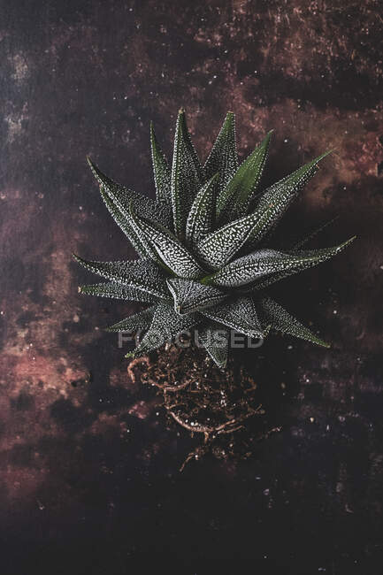 Plante succulente aux racines enchevêtrées sur une table. — Photo de stock