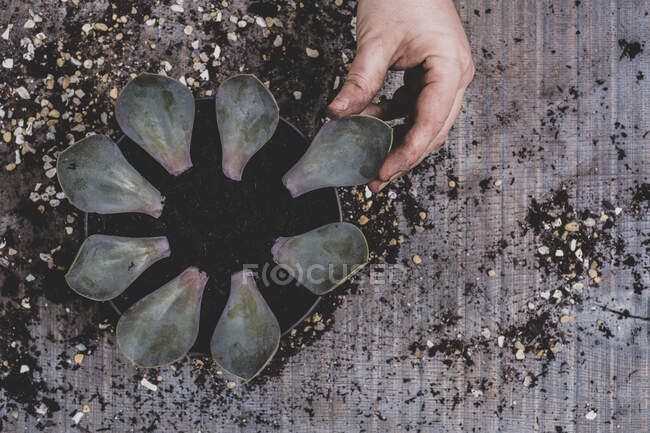 Persona que coloca las hojas de una planta suculenta alrededor del borde de una maceta. - foto de stock