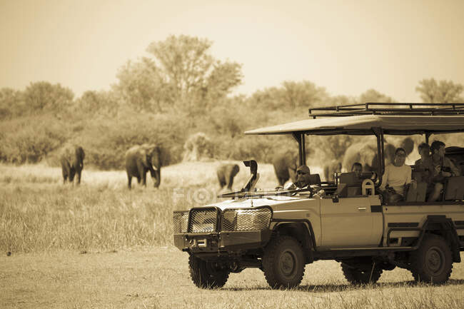 A jeep and passengers observing elephants gathering at water hole. — Stock Photo
