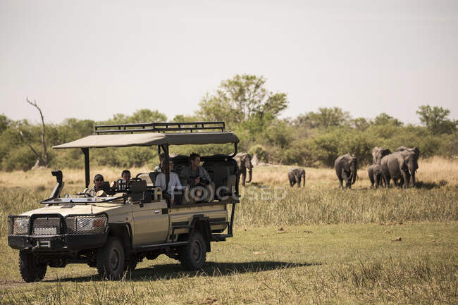 A jeep with passengers observing elephants gathering at water hole. — Stock Photo