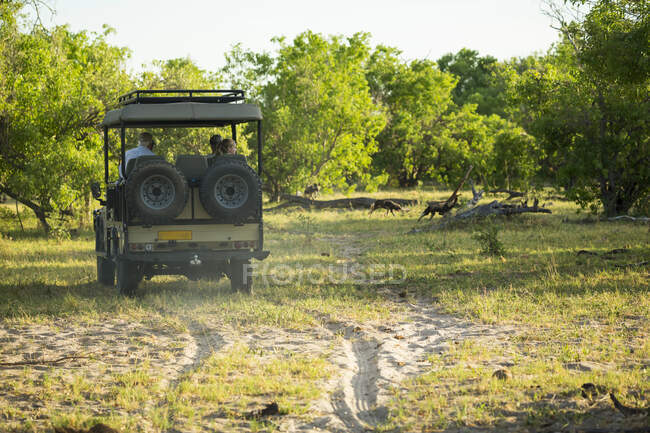 Tourists in a safari vehicle observing a pack of wild dogs in woodland. — Stock Photo