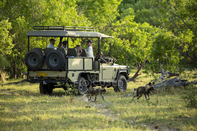 Passengers in a safari jeep observing a pack of wild dogs in woodland. — Stock Photo