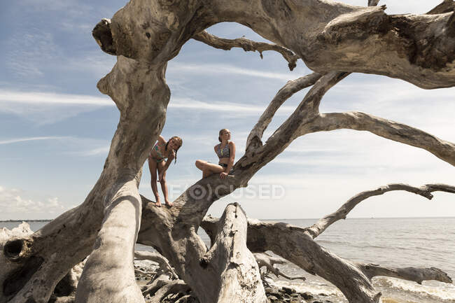 Niñas preadolescentes escalando en un árbol de madera a la deriva gigante, Georgia - foto de stock