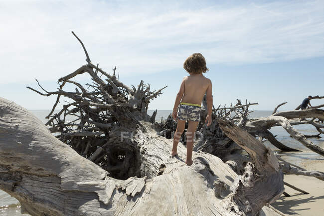 5 anno vecchio ragazzo bilanciamento su gigante driftwood albero, georgia — Foto stock