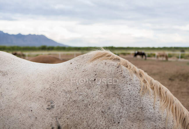 Vista close-up de detalhes de crina de cavalo no paddock — Fotografia de Stock