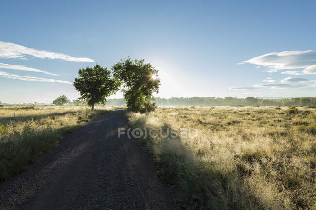Arbres et route de campagne au lever du soleil — Photo de stock