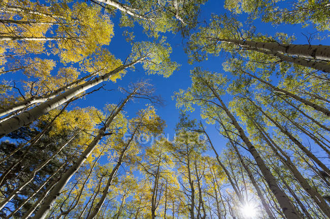 Weitwinkelblick auf hoch aufragende Espen im Herbst — Stockfoto