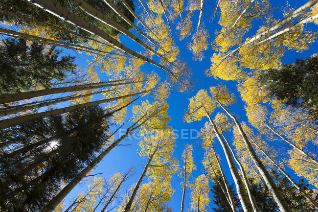 Amplia vista angular de los altos árboles de álamo en el otoño - foto de stock