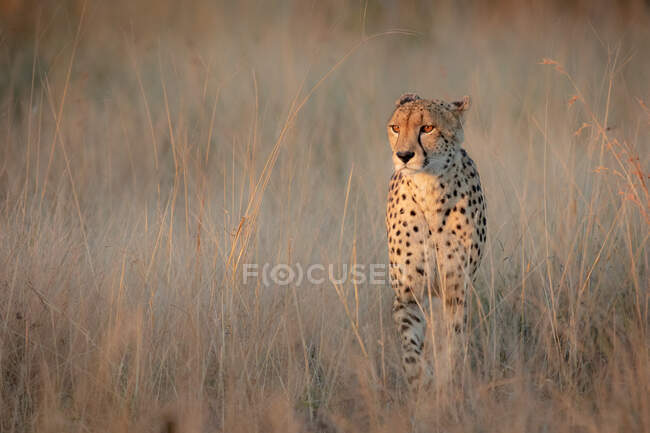 Cheetah, Acinonyx jubatus, marchant à travers l'herbe brune sèche dans la lumière décolorante. — Photo de stock