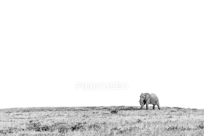 Elefante africano, Loxodonta africana, caminando por una llanura abierta. - foto de stock