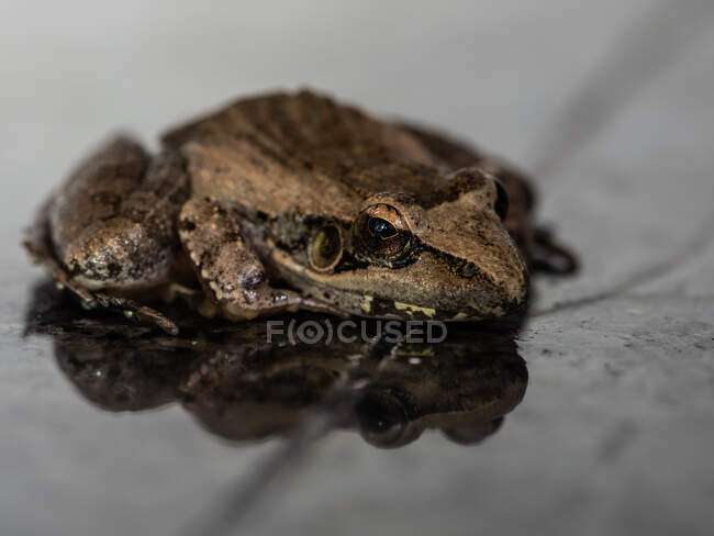High angle close up of a Sharp-Nosed Grass Frog, Ptychadena oxyrhynchus. — Stock Photo
