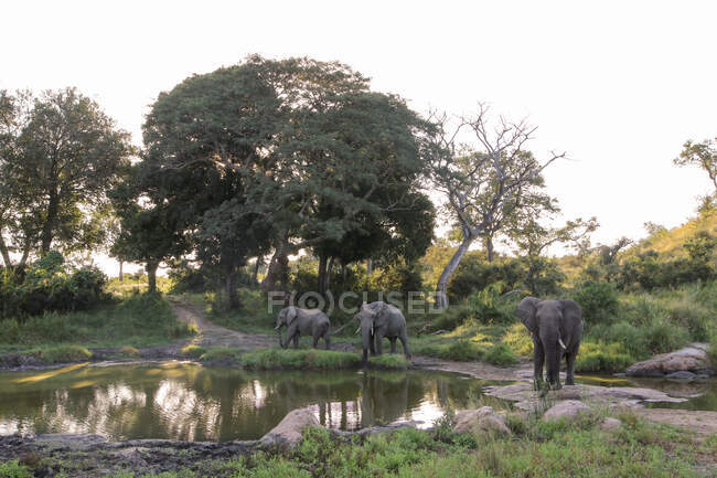 Un branco di elefanti, Loxodonta africana, si raccoglie attorno ad una pozza d'acqua, riflessi arborei in acqua. — Foto stock