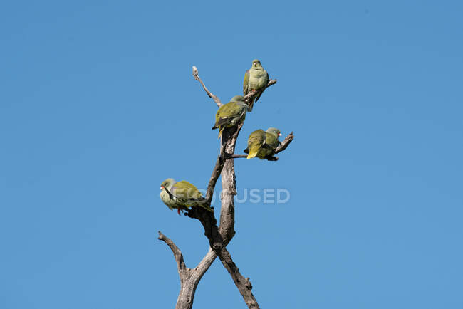 Flock of green pigeons, Treron calvus, perching in a dead tree against blue sky. — Stock Photo