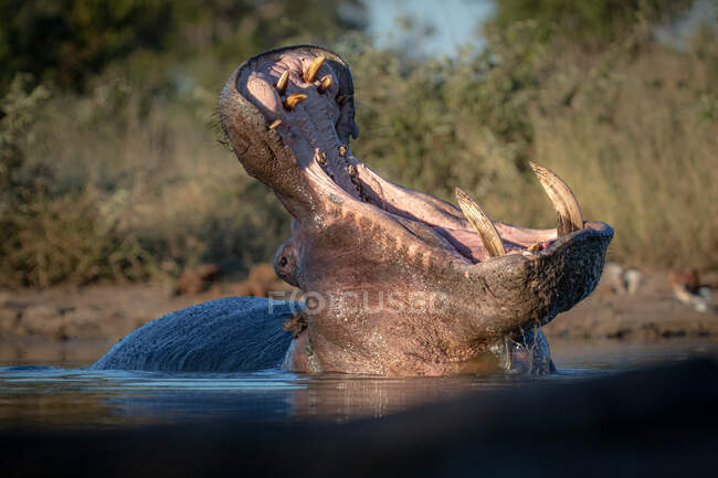 Hippo, Hippopotamus amphibius, en el abrevadero, bostezando y mostrando sus dientes. - foto de stock