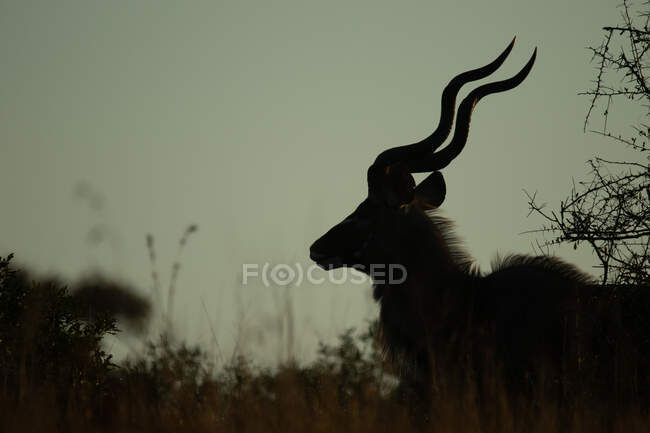 Silhouette del toro di Kudu, Tragelaphus strepsiceros, che mostra le sue corna attorcigliate. — Foto stock