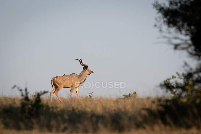 Vue latérale d'un taureau Kudu, Tragelaphus strepsiceros debout sur la plaine. — Photo de stock