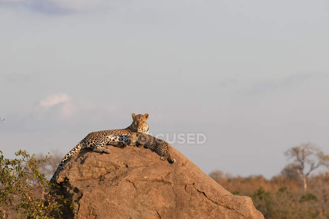 Madre leopardo, Panthera pardus, sdraiata su un masso con il suo cucciolo. — Foto stock
