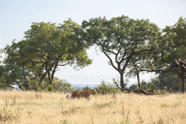 Leopardo, Panthera pardus, caminhando através da planície aberta na grama amarela. — Fotografia de Stock