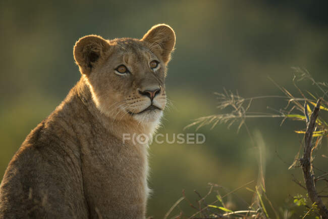 Cachorro de león, Panthera leo, mirando fuera de marco, con vegetación en el fondo. - foto de stock