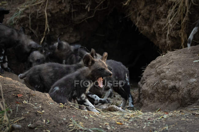 Rudel wilder Hundewelpen, Lycaonpictus, außerhalb ihrer Höhle. — Stockfoto