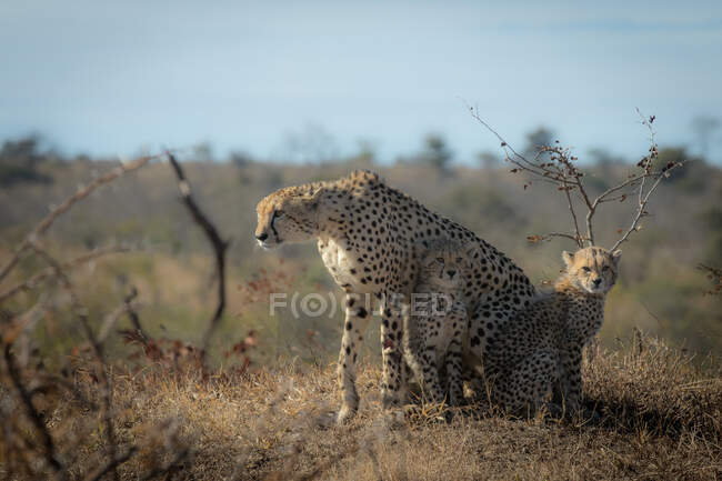 Un guepardo, Acinonyx jubatus, con dos cachorros jóvenes. - foto de stock