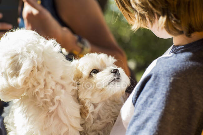 6 year old boy holding two English golden retriever puppies — Stock Photo