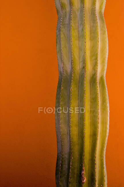 Vista de cerca de la planta de cactus contra una pared naranja - foto de stock