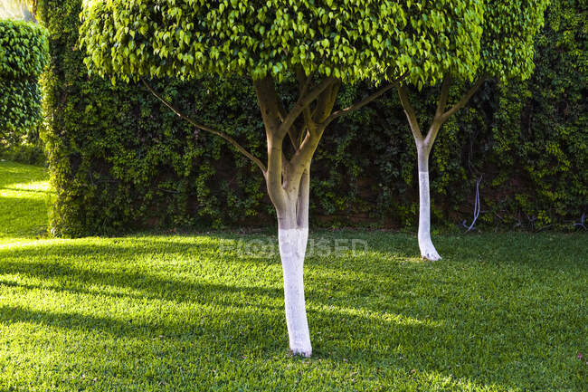 Обрезанные деревья и зеленая лужайка — стоковое фото