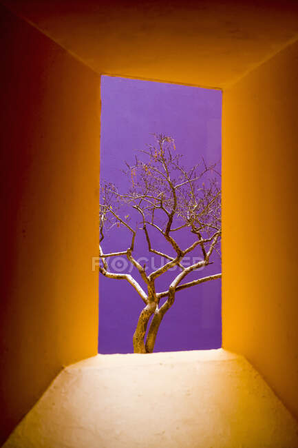Fenêtre jaune vif encadrant un arbre avec des branches nues contre le ciel bleu — Photo de stock