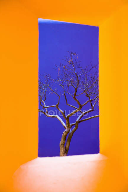Janela amarela vibrante enquadrando uma árvore com galhos nus contra o céu azul — Fotografia de Stock