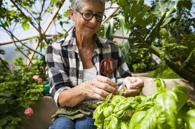 Senior woman gardening in geodesic dome — Stock Photo