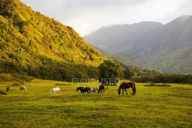Horses grazing in field at sunset, Kauai, Hawaii — Stock Photo