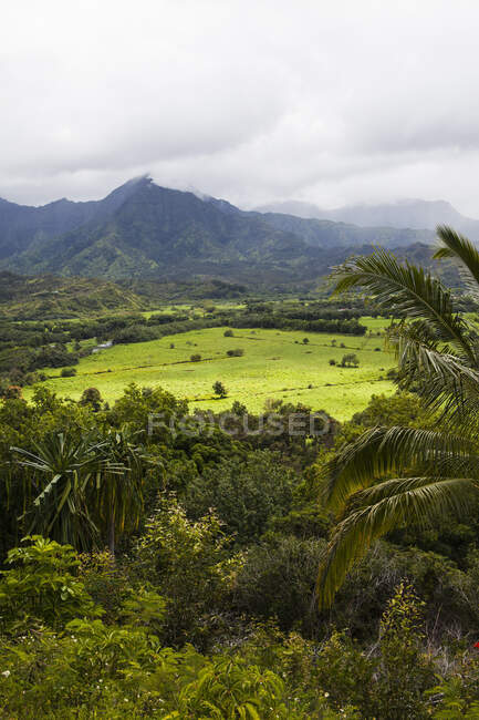 Поле Таро, возвышенный вид на плодородную долину с выращиванием продовольственных таро, горы вдалеке. — стоковое фото