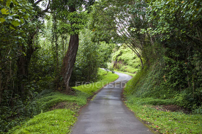 Извилистая узкая сельская дорога с деревьями и зелеными краями — стоковое фото