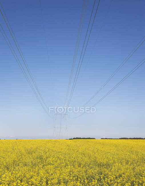 Torres de transmissão e linhas de energia — Fotografia de Stock